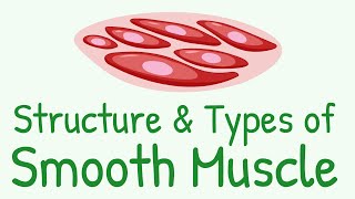 Structure and Types of Smooth Muscle  Multi Unit Smooth Muscles vs Unitary Smooth Muscles [upl. by Maharba]