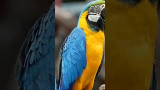 😍El guacamayo azul y amarillo Ara ararauna shortsvideo aves [upl. by Budding]