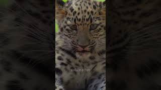 Amur Leopard Elusive and Endangered [upl. by Constantin]