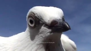 Pigeon Culbutant de Vienne Cigogne Haut Volant Tumbler [upl. by Alek]