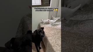 VERIFICANDO SE MEUS GATOS BRANCOS SÃO SURDOS😰🦻 gatos gato gatosfofos gatinho gatinhos surdos [upl. by Eniamerej]