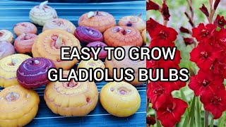 How To Grow Gladiolus Bulbs amp Full Care Tips gladiolus garden gardening [upl. by Keeley241]