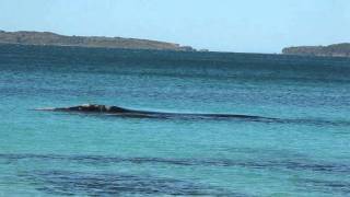 Hyams Beach Southern Right Whale and its Newborn Calf Jervis Bay Australia [upl. by Labaw]