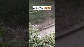 white tiger youtube chidigharsorts [upl. by Seaver]