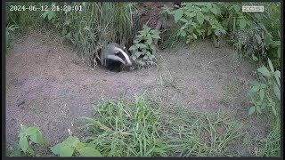 Wildlife  Exploration  Live Cam [upl. by Ahseenak]