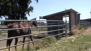 Horse Behavior Dominance Opposition Reflex Prey vs Predator Human View Rick Gore Horsemanship [upl. by Irme875]