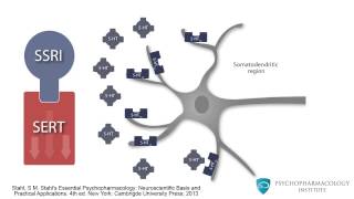 Mechanism of SSRIs Monoamine Theory and the Role of BDNF [upl. by Onileba]