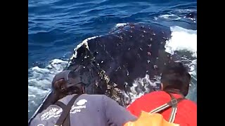 Fishermen Work For 2 Hours To Free Whale From Net [upl. by Eleahcim]