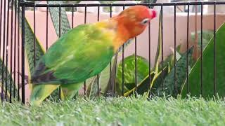 Opaline love bird in the cage shortsviral birds [upl. by Terrijo]