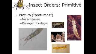 5 2 Insect Systematics Protura Thyasanura [upl. by Nnaeel]