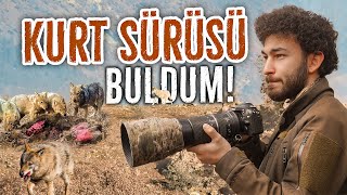 KURT SÜRÜSÜNÜ BULDUM VAHŞİ DOĞADA KALABALIK KURT SÜRÜSÜ [upl. by Desiree126]