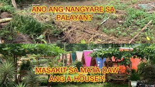 ANO ANG NANGYARE SA GULAYAN NI BrendaMageOfficial  MASAKIT DAW SA MATA ANG KULAY NG AHOUSE [upl. by Yeliac11]