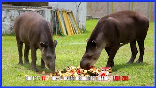 Ecuadorian Tapir  Hermosos Animales Rescatados  Ecuador Ama La Vida [upl. by Glinys]