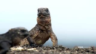 Iguana vs Snake  Planet Earth II  BBC America [upl. by Vil]