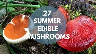 Wild Mushrooms You Can Eat Summer Edition [upl. by Padegs]