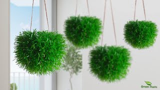 How to Grow Grass Like a Hanging Ball Without Maintenance  Hanging Plants IdeasGREEN PLANTS [upl. by Ahsikel]