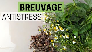 Remède contre le stress 🧘‍♀️ 3 plantes antistress 🌿 [upl. by Redlac]