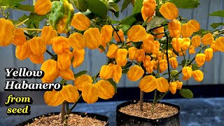 Growing Yellow Habanero Peppers from Seed  Step by Step [upl. by Thayne273]