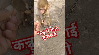 कन्नू की बदमाशी।monkeyvideo shortsmonkey cutebabymonkey [upl. by Valtin72]