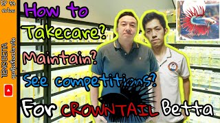 ซับไทย How to groom Crowntail betta with Ferry Luhur TENGBETTA EP33 [upl. by Esorlatsyrc]