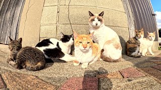 たくさんの可愛い猫達がねこ団子になって暖め合う [upl. by Tulley]