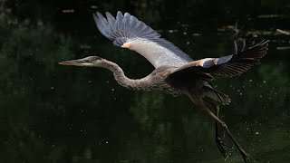 Herons at the local urban park Great blue heron Night heron and Bittern [upl. by Glenna]