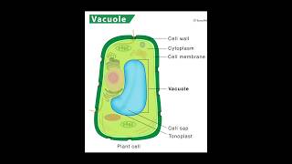 vacuole structure and function  Biology  padhaicom shorts [upl. by Sivel]