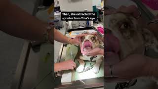 Dog Eye Disaster Saved by Dayton Humane Vet Hospital [upl. by Sladen]