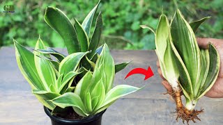 Snake plant or dracaena trifasciata propagation by dividing the rhizome [upl. by Athey865]