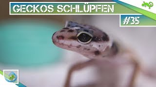 DIE ERSTEN GECKOS SCHLÜPFEN 35 GeckoTagebuchFHD [upl. by Sears]