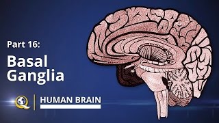 Basal Ganglia  Human Brain Series  Part 16 [upl. by Ateikan639]