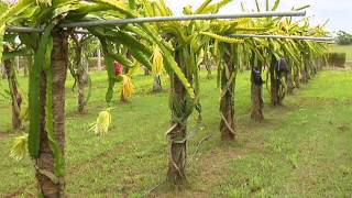 Veracruz Agropecuario  Día del fruticultor en el C E Cotaxtla INIFAP [upl. by Ahsatsan619]