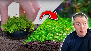 How to Plant a Carpet in Your Aquarium The Easy Way [upl. by Barkley156]