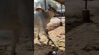 Chausa pashu mandi bihar cattlefarm dairyfarm kolkatacowmandi trending dairyproducts animals [upl. by Angle]