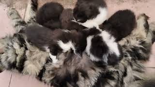 Mother Cat feding 6 Black kittens [upl. by Alesig702]