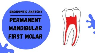 Endodontic Anatomy of the Permanent Mandibular First Molar  Root canal anatomy [upl. by Deadman]