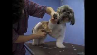 Dog Grooming Class  Pet Grooming Studio Academy [upl. by Nagam]