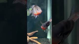 Firemouth Cichlid Community Aquarium tropicalfish aquarcichlids fyp fypyoutube aquariumideas [upl. by Behn]