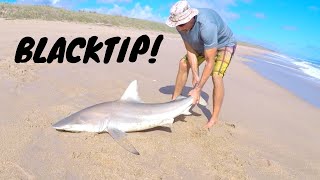 Daiwa BG 5000 catching a BIG BLACKTIP SHARK [upl. by Ttennaej457]