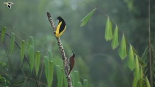 Twelvewired BirdofParadise Performs Courtship Display [upl. by Aeirdna]