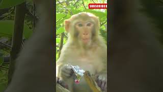 Angry Monkey amazing sound monkeys youtube shorts  Vital Wildlife 4k [upl. by Eilagam]