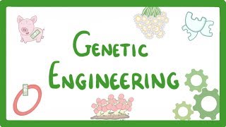 GCSE Biology  Genetic Engineering 82 [upl. by Nylla]