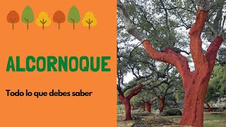 Alcornoque todo sobre este increíble árbol [upl. by Maretz]