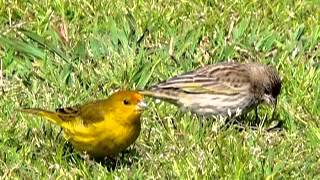 CANTO DEL JILGUERO ARGENTINO Sicalis Flaveola Pelzelni [upl. by Nywde202]