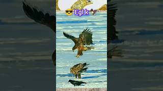 the best Eagle attacking on eagle [upl. by Gensler]