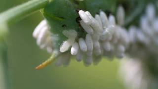 Parasitoidinfested Tobacco Hornworm  larvae spinning cocoons [upl. by Eive]