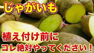 【じゃがいも】植え付け前の準備が肝心！種芋の切り方講座！種芋の伸びすぎた芽はどうすればよい？ [upl. by Drexler]