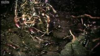 Stunning Footage of Ants Buidling a New Home  Ant Attack  BBC Earth [upl. by Falconer90]