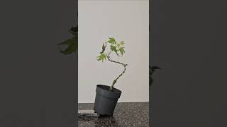 How to start a bonsai🌳 nursery material going green maple fyp fy wire bend prune howtodiy [upl. by Ellezaj]