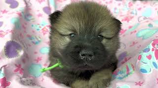 Chiot eurasier femelle [upl. by Goddord]